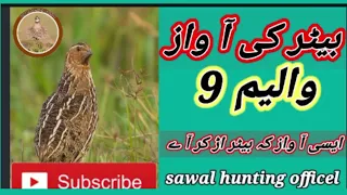 batair ki awaz volume 9//quail sound volume 9//@Sawalhunting-sn9vs