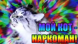 МОЙ КОТ - НАРКОМАН! Слушает аудионаркотики!