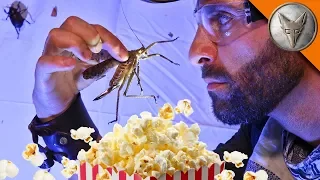 BUGS + POPCORN = ?