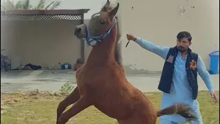Baby horse training#خيل_عربيه_اصيله #arabian #خيل_اصيل