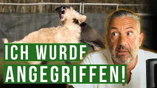 Wir wurden beim Spaziergang ANGEGRIFFEN! 😳 #Hundeangriff