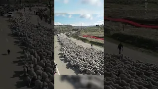 2,600 Sheep Simultaneously Cross the Road