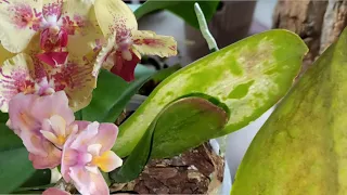 Подмороженные листья у орхидеи, что делать? Что будет. Мой опыт.