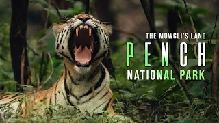 Pench National Park | The Mowgli's Land | We Saw a Tiger Kill During Safari