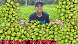 Katmon na Prutas hitik na hitik ang bunga...Mukbang Sawsaw sa Bagoong na may  sili at asin