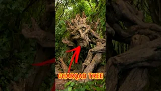 Gharqad Tree #INFOatADIL, #Shorts, #Jews, #Gharqad, #Isreal, #Yahudi, #YTshorts, #JewsTree, #Short