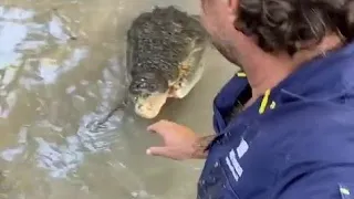 Extraordinary moment man pushes away a crocodile in a river🐊 treats it like a dog.