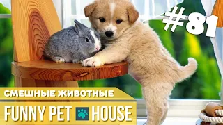 СМЕШНЫЕ ЖИВОТНЫЕ И ПИТОМЦЫ #81 ИЮЛЬ 2019 | Funny Pet House