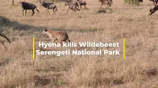 Hyena chases and kills wildebeest and eats it alive !