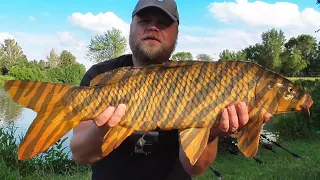 Catching Big Carp with Nuts of a Tiger (Summer Carp Fishing)