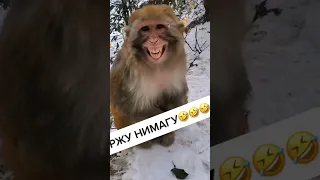 Приколы с обезьянами #monkey #animal #fun #funnymonkey #funnyvideo #джавид #animalsmonkey