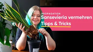 Sansevieria vermehren: So trennst du Ableger deiner Schwiegermutterzunge ab | feey