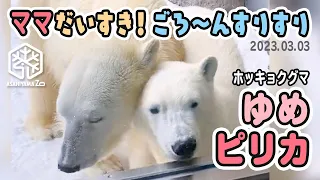 【旭山動物園】ママ〜遊んで♪かけよってごろ〜ん🐻‍❄️🐻‍❄️ピリカままが大好きホッキョクグマのゆめちゃん [Asahiyama Zoo] Polar bear, Yume and Pirika.