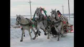 А на последнюю, да на пятёрочку — куплю я тройку лошадей! (М. Шуфутинский, Виктор Королев) c by Б Ё