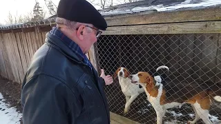 Охотничьи щенки русско-пегой гончей. Беларусь.