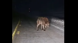 Голодный волк вышел на дорогу. Водитель в шоке. Опасность. Волк может напасть