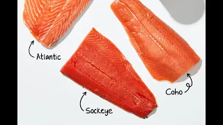 The Fascinating Life Cycle of Salmon (3 Minutes Microlearning)