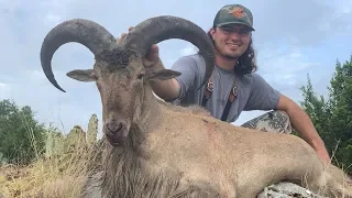 Hunting AOUDAD in Texas!! {Catch Clean Cook} Meat Roll Up