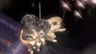 The Car Left, They Left 3 Small Puppies Crying Bitterly, Covered with Cold Snow