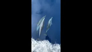 Dolphins Swimming Alongside Commercial Fishing Boat in the Ocean
