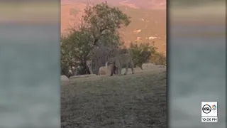 Summit County Woman Tries to Save Cat From Bobcat Attack