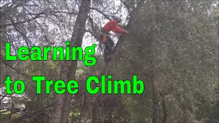 Student Learning to Tree Climb