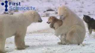 Polar bears and dogs playing