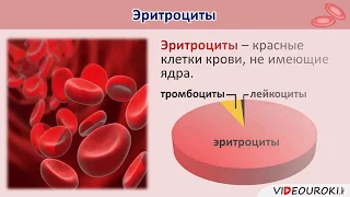 Внутренняя среда организма.  Состав и функции крови.