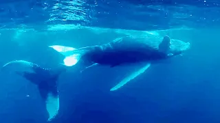 Whale Songs and AI, for everyone to explore