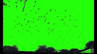 Green screen birds flying video