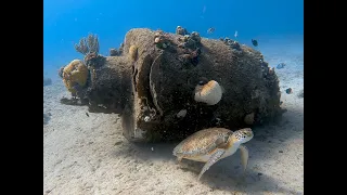 BEST OF TURTLES🌟 ST. CROIX USVI SNORKELING🌟