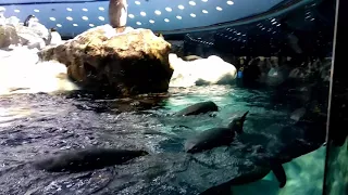 Пингвинариум Loro Parque (Лоро Парк). Тенерифе.Канарские острова