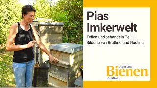 Pias Imkerwelt: Teilen und behandeln Teil 1 - Bildung von Brutling und Flugling