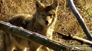 DN: Coyote enjoys some of the deer carcas (Explore.org 11/13/2020)