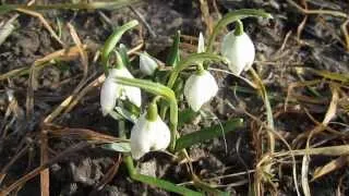 Первые Подснежники. Предвестники Весны (Spring Flowers)