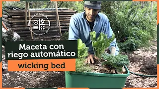 Macetas con riego automático en tu huerto - Wicking bed / Cama capilar