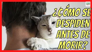 ¿CÓMO SE DESPIDEN LOS GATOS ANTES DE MORIR? 💔 ¿CÓMO SABER SI MI GATO SE ESTA MURIENDO?