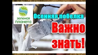 Важно знать / Осенняя побелка деревьев / Спасаем деревья от морозобоин