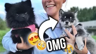 OMG! Das süßeste überhaupt .. Ein neuer POMSKY! 😍😭 | Dagi Bee