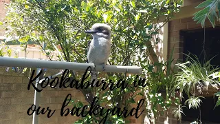 Kookaburra in our backyard