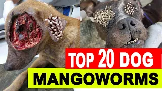 Mangoworms Dog Removal 2022 | Remove Monster Mango worms from poor dogs