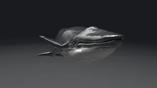 Blue Whale Model 9 animation UnrealEnigne video