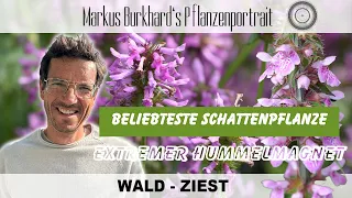 TOP PFLANZE FÜR DEN SCHATTEN! ➡️ Stachys sylvatica – Wald-Ziest