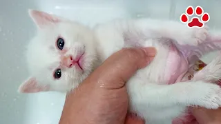 【Must-See】The Cutest Kitten Bel in the World Poops with a Serious Face! Farts Too!