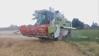 ★Jęczmień ozimy 2022★ ★Claas Dominator 88s★ ★Ursus c360★