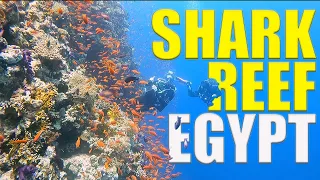 The Tranquillity Of The Red Sea At Shark Reef - Egypt Diving Adventure