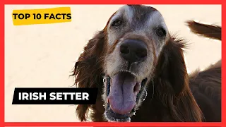 Irish Setter TOP 1O FACTS & 👉 ( MOST POPULAR Irish setter Questions ANSWERED)