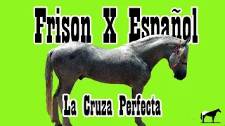 Frisón X Español (El Warlander) 🐴-Del Cerro Soy