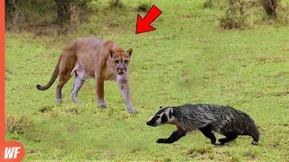 When Puma Comes Very Close to Badger..It Paid the Price
