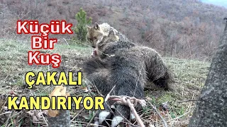 KOCA BİR ÇAKALI KÜÇÜK BİR KUŞ NASIL KANDIRABİLİR Kİ?